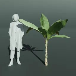 Tropical Banana Tree Small