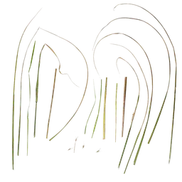 Pennisetum alopecuroides Leaf