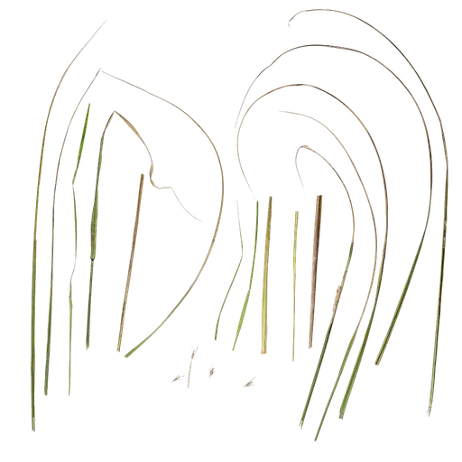 Pennisetum alopecuroides Leaf
