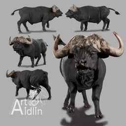African Buffalo. Bull.  Cattle. Cow.