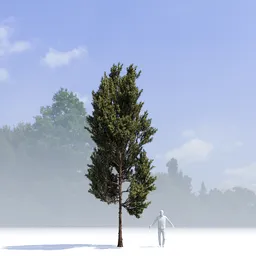 Coniferous Tree